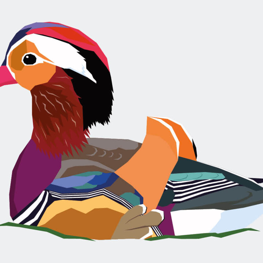 Birds of the World project illustration of a swimming Mandarin duck by Swaddle Creative